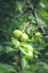 fresh apples on apple tree branch