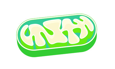 ミトコンドリアの断面図 mitochondria ベクター イラスト - obrazy, fototapety, plakaty