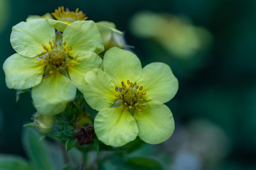 bright yellow flowers of the Kuril tea bush on a blurred natural background