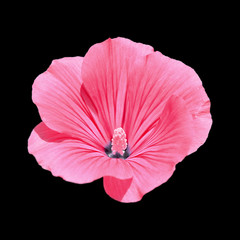 Naklejka premium Beautiful pink flower isolated on a black background