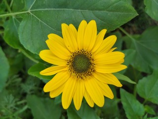 beautiful yellow color flower