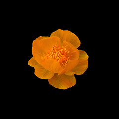 Beautiful orange flower isolated on a black background