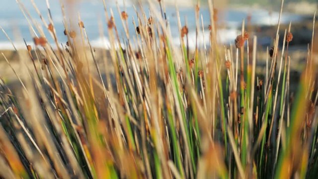 Sideways tracking shot of reeds next to ocean.