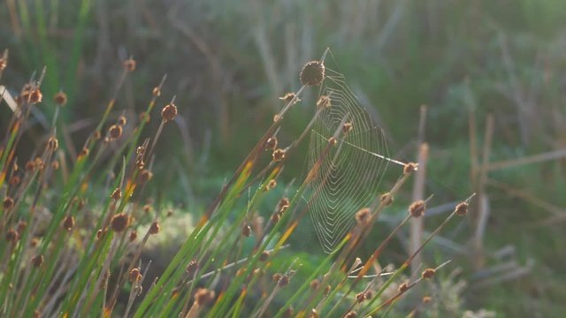 Panning shot of reeds & spiderweb in early morning light.