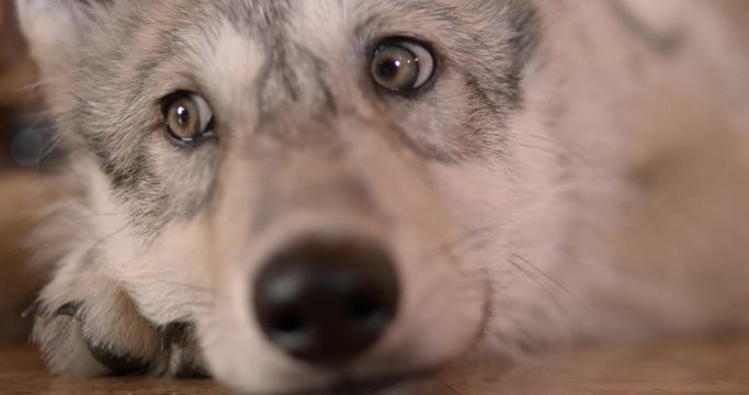 Tired wolf pup looking into camera trying to fall asleep
