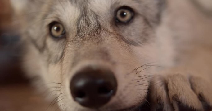Closeup of Gray wolf pup while relaxing and getting pet.
