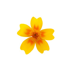 Beautiful yellow flower isolated on a white background