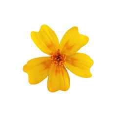 Beautiful yellow flower isolated on a white background