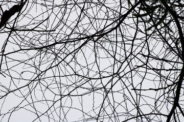 Obraz premium Seamless background of a tree branch, tree branch silhouette on a white background, Dead tree branches background texture