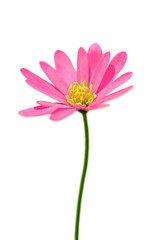 Fototapeta premium Beautiful pink flower isolated on a white background