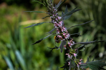 bee sitting on a flower