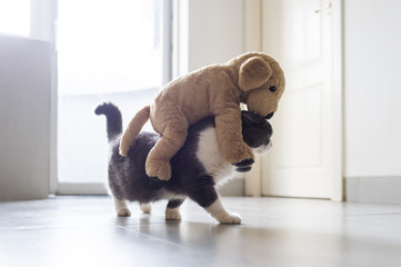 British shorthair cat carrying a plush toy puppy
