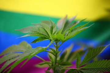 Cannabis plant against the background of the LGBT flag.