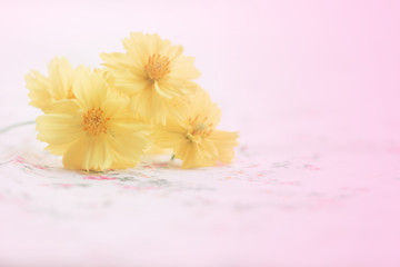Obraz na płótnie Canvas Yellow cosmos flower on vintage antimacassar background spring concept natural season