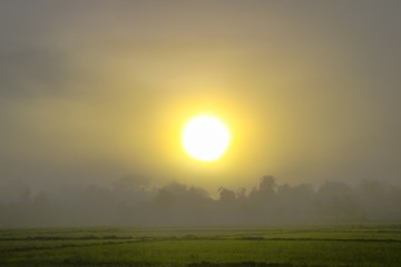 sunrise with the mist over the forest in the summer, Nature background with sunny beams, Sun rising above the forest