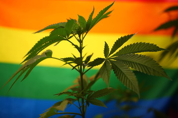 Cannabis plant against the background of the LGBT flag.