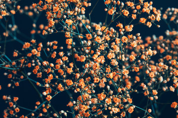 Orange baby's breath Gypsophila flowers bouquet on dark background