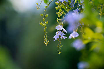 Golden dewdrop flower for natural freshness background or spring and summer concept background