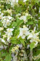 Plan rapproché sur un massif de jasmin en fleur, plante à parfum pour parfumeur de la capitale mondiale du parfum la ville de Grasse