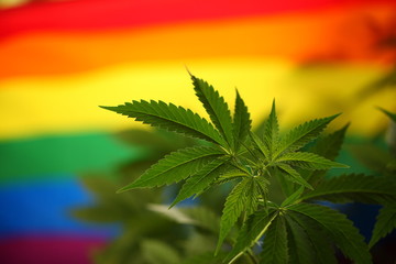 Cannabis plant against the background of the LGBT flag.