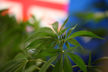 australia flag cannabis plant