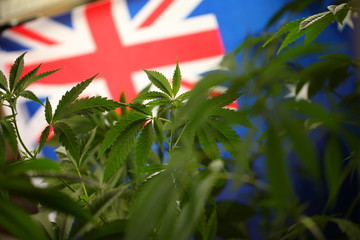 australia flag cannabis plant