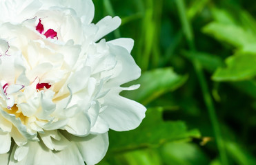 Single white big peony flower closeup on blurry green garden background with placeholder, milk-like flower, foam flower