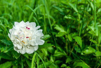 Single white big peony flower closeup on blurry green garden background with placeholder, milk-like flower, foam flower