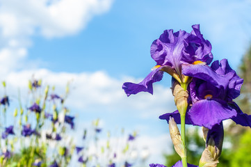 Single purple iris flower on blurry blue sky background and small blurry flowers on the back