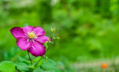 Fototapeta premium 1 pink clematis flowers on blurry green garden background with placeholder