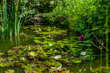 White and red nymphaea or waterlily flowers and green leafs in water of garden pond with blurred background