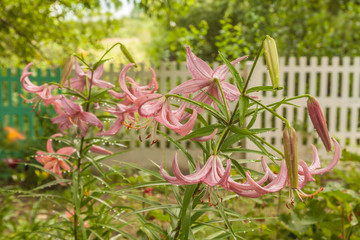 Blooming lily of Asian hybrids 
