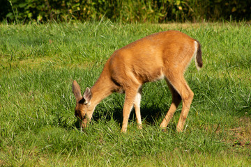 Black Tailed Deer Eating some Grass