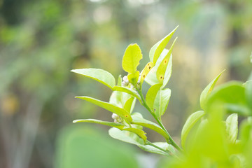 Fresh Kaffir lime leaf on plant