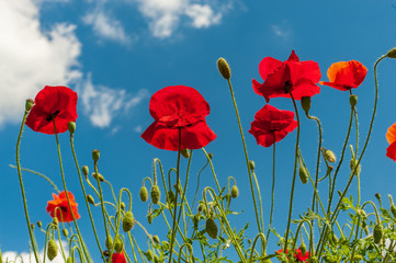 A few red bright simple poppy flowers under bright blue sky, horizontal photo