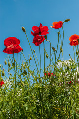Obraz premium A few red bright simple poppy flowers under bright blue sky, vertical photo