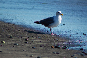 Seagull Doing Seagull Things on Rialto Beach
