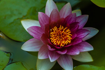 Red nymphaea or water lily flower with yellow core, macro shot and green leafs in water of garden pond