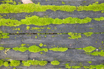 detail of moss on bark of tree