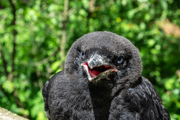 Black young Rook bird (Corvus frugilegus) with blue eyes and  opened, red inside beak, close-up on blurry background, front view