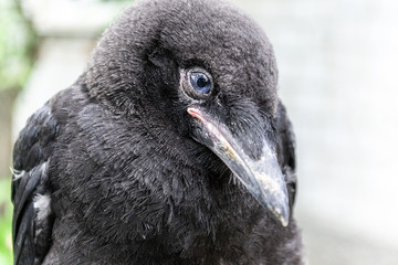 Black young blue eyed Rook bird (Corvus frugilegus) close-up on blurry background