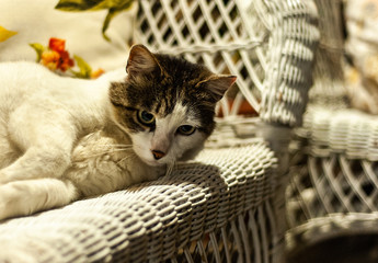 Fototapeta na wymiar Cute and grey cat lays on white garden wicker couch with colored cushion on the back and looks a bit below the camera