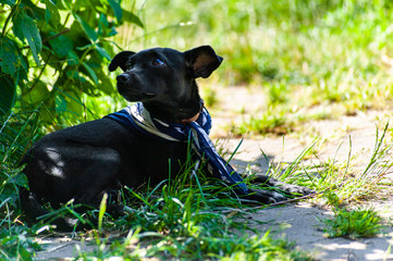 portrait of laying small black dog, looking like a pincher breed with blue  neckerchief, looking aside the camera in back yard