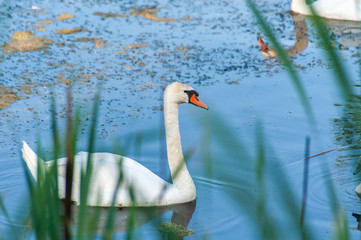 Obraz premium Two white swans - one real and one a reflection of the second one on the blue water with blurred reeds on the front