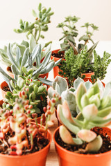 arrangement of the succulents or cactus succulents