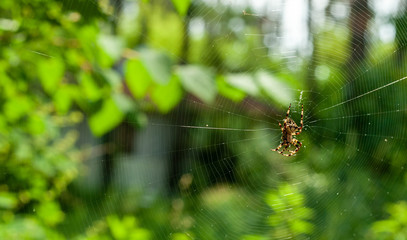 a spooky big spider close up or macro and the web on blurry green or garden background