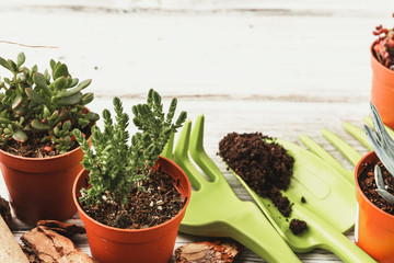 Planting Succulents in Pots with Japanese Soil and shovel
