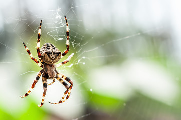 a spooky big spider close up or macro and the web on blurry green or garden background