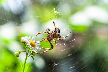 Beauty and the beast - a spooky big spider macro in its web touches camomile flower on blurry green or garden background