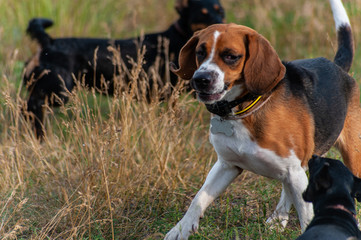 three hunting dogs - brown beagle, black dachshund and black pincher dog playing or training outside in field with dry yellow grass